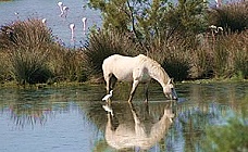 en Camargue