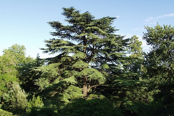 the Cedar tree
