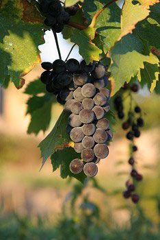 grappe