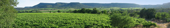 vines in Pic Saint Loup AOC